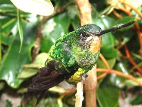 Colibri