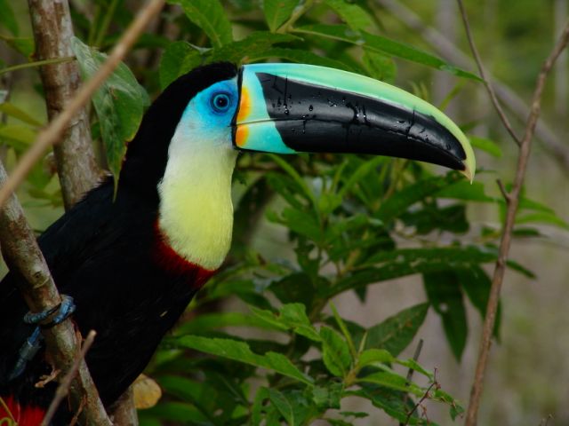 Toucan