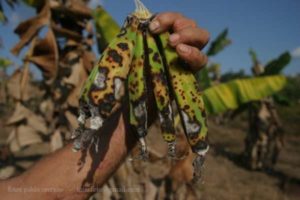 destruction des cultures vivrières des paysans